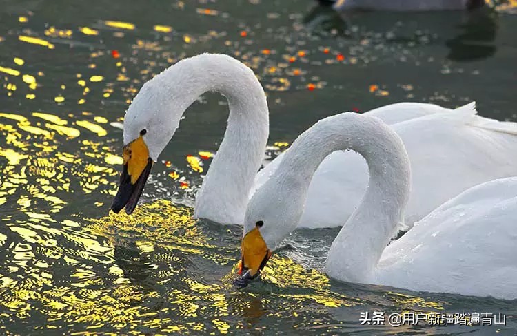 今日科普一下！香港最全资料图库正版,百科词条爱好_2024最新更新